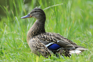 Female Mallard duck on the grass close up