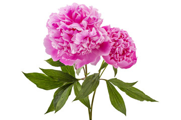 Fototapeta premium Beautiful pink peony flower, Paeonia lactiflora, isolated on white background