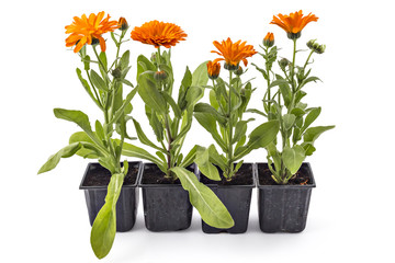 Four marigold flowers, Calendula Officinalis, with leaves in flowerpot isolated on white - 113321518