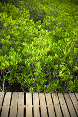 Green leaf with wood