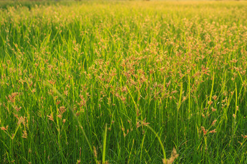 Green meadow summer grassland softlight soft focus
