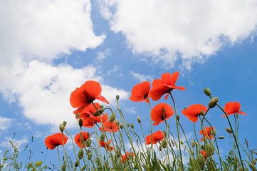 Red poppies on a background of blue sky with white clouds