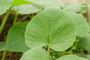 leaf green heart in garden