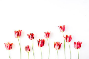 Pink and red tulips and green leaves on white background. Flat lay, top view