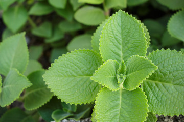 macro leaf green fur pattern