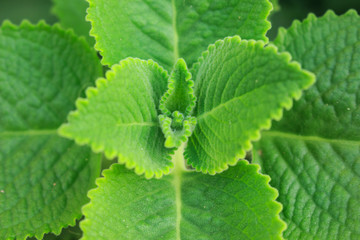 macro leaf green fur pattern