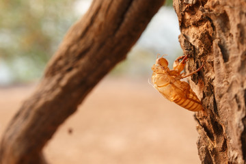 bug cicada pupa in forest