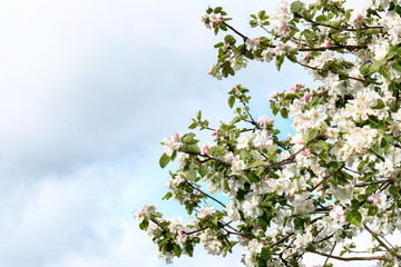 Blooming Apple tree on blue sky background.