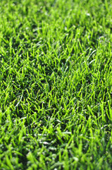 Fresh young green grass lawn in the spring autumn day at sunrise