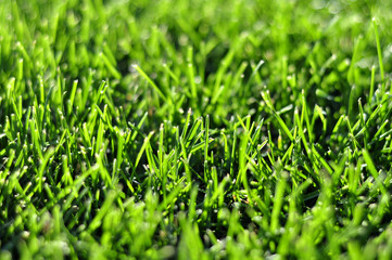 Fresh young green grass lawn in the spring autumn day at sunrise