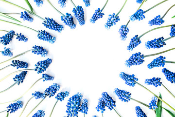 blue muscari flower isolated on white background. flat lay, top view