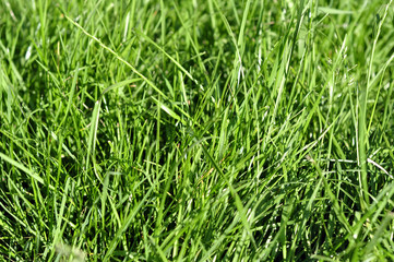 Fresh young green grass in the spring autumn day at sunrise or s