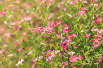 Flowers bloom in the morning