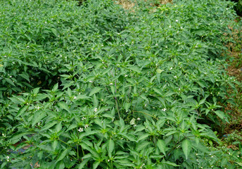 Fototapeta premium bird eye chili plantation
