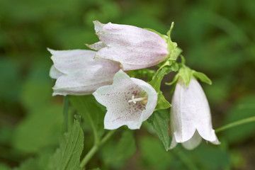 ホタルブクロの花
