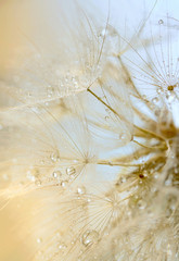 dew drops on a dandelion