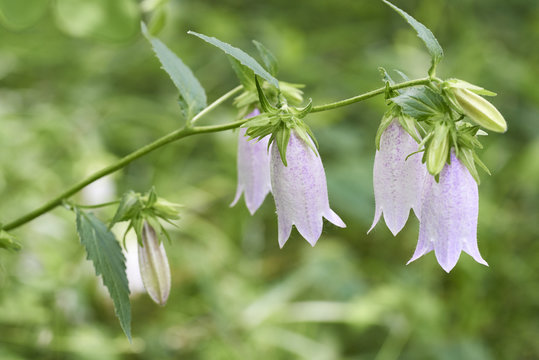 釣鐘草 Images – Browse 166 Stock Photos, Vectors, and Video