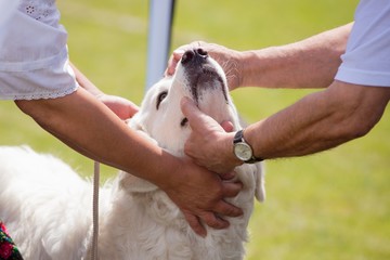 Young dog during dog show