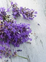 fresh lavender flowers