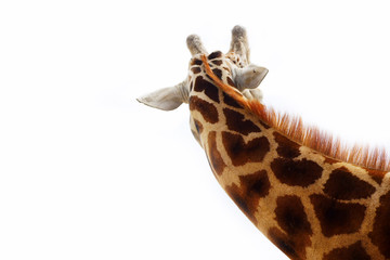 Neck giraffe isolated on a white background. Rear view
