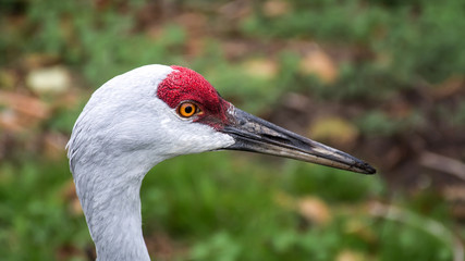 Sandhill Crane