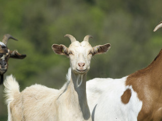 Lachmöwe 