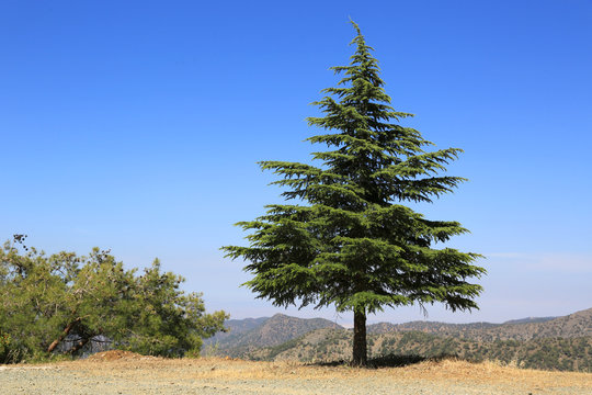 pine tree in mountains
