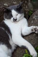 お昼寝するネコ