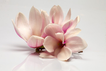 Fototapeta premium Beautiful magnolia flowers