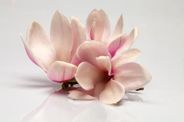 Rolgordijnen Beautiful magnolia flowers © Volodymyr