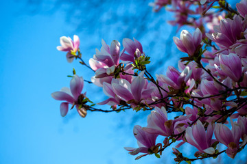 Fototapeta na wymiar Blooming magnolia tree branches