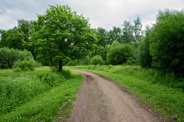 Fototapeta na wymiar Country road in forest, Russia