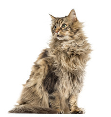 Maine Coon isolated on white