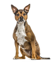 Crossbreed dog isolated on white