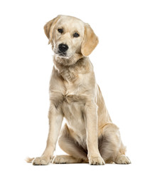 Obraz premium Golden Retriever puppy isolated on white