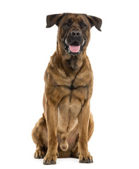 Obraz premium Great Pyrenees puppy isolated on white