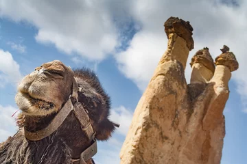 Photo sur Aluminium Chameau Camel et rock formation en Cappadoce, Turquie