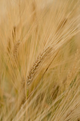 Fototapeta premium Grano