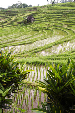 Indonesia, Bali, rice fields