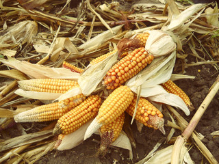 the harvest of corn cobs substandard © taralina