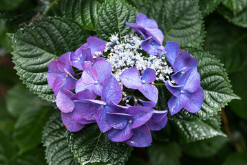 closeup of hydrangea flower at the shady garden
