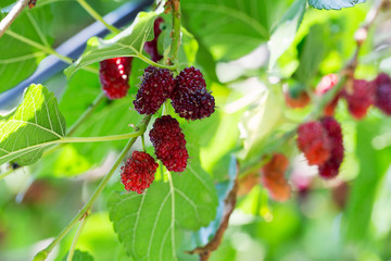 Fresh mulberry on the tree