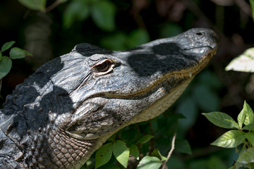 Alligator Staring, Big Cypress National Preserve, Florida