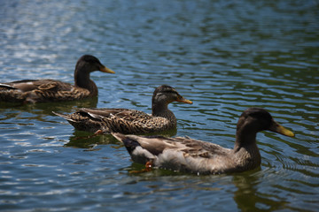 oche anatre papere papera lago laghetto 
