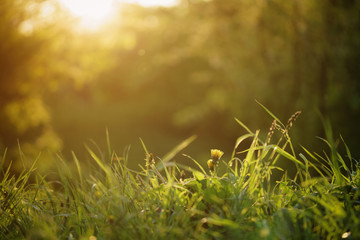 dandelions on the meadow in sunset light