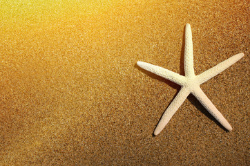 Sea star at sandy beach with golden sun rays
