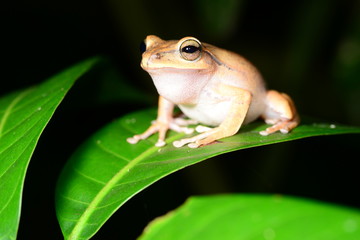 Brauer's tree frog