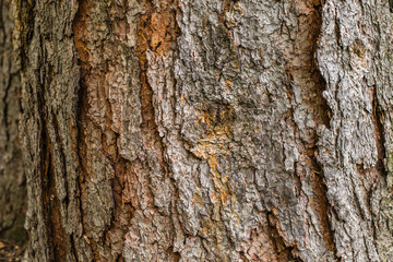 Tree bark texture / background  