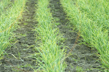 green garlic in the garden, garlic bed, seedling