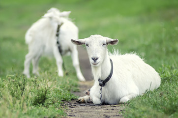 white goat on the grass, goat and baby goat